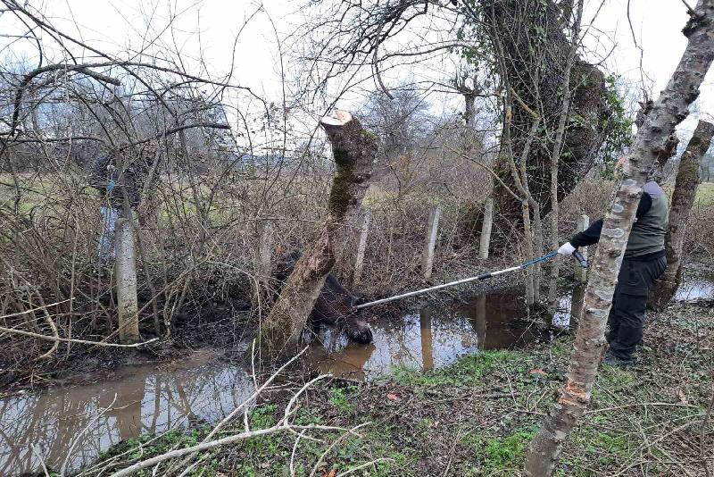 Zonguldak’ın Çaycuma İlçesinde tuzağa yakalanan domuz ekipler tarafından kurtarıldı. Tellerden