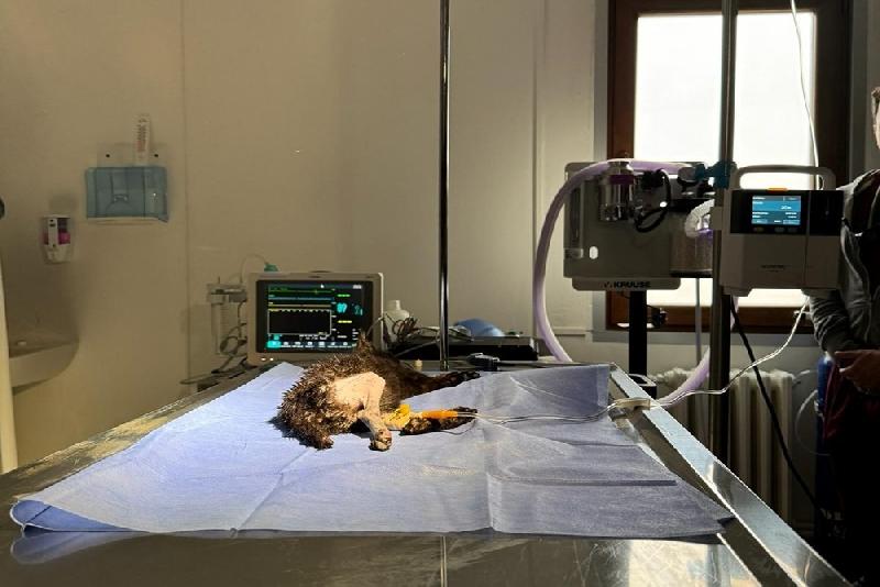 Kastamonu’da yaralı halde Kastamonu Üniversitesi Veteriner Fakültesi Hayvan Hastanesi’ne götürülen