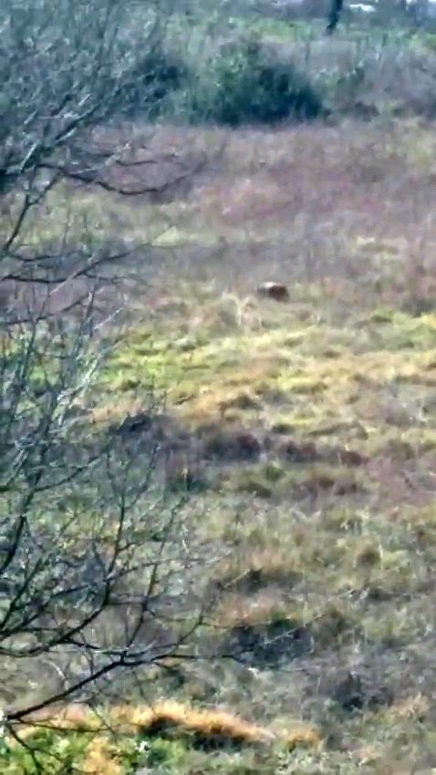 Zonguldak’ın Alaplı ilçesinde, Aşadoğancılar Tekke Mahallesi’nde yaşanan olayda, bir boz