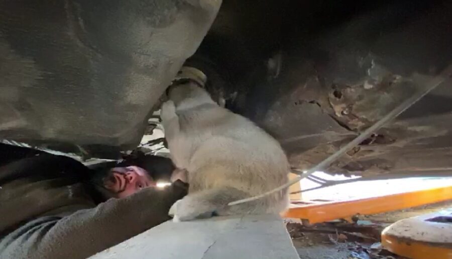 Hurda Aracın Altından Kurtarılan Yavru Köpek Sağlık Durumu İyi Safranbolu ilçesinde bulunan Karıt Sanayi Sitesi’nde hurda bir aracın alt