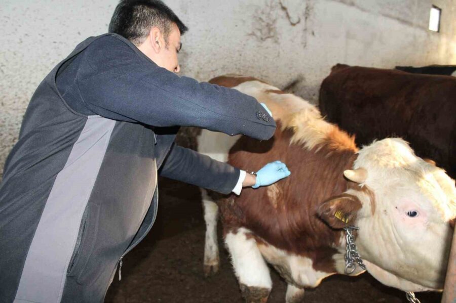 Düzce’de büyükbaş hayvanlara yönelik “Baskın Şap Aşılama Kampanyası” başladı. Düzce