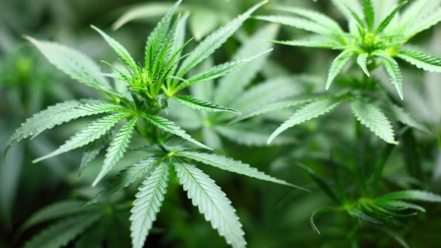 Almanya’daki koalisyon hükümeti, esrarın sınırlı yasallaşması için hazırlanan tasarının son