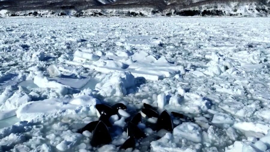Hokkaido açıklarında 1 kilometre uzaklıkta sıkışan 10 katil balinanın kurtarılması