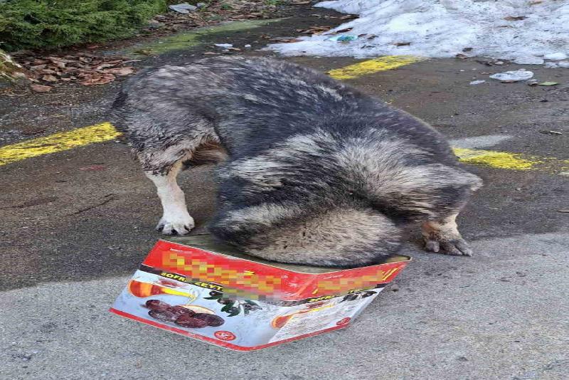 D-100 kara yolunun Bolu Dağı geçişinde yiyecek ararken kafasını tenekeye