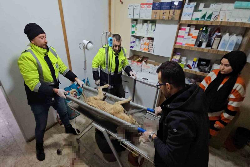 Kastamonu’nun Cide ilçesinde iki sokak köpeğini tüfekle yaralayan şahıs, jandarma