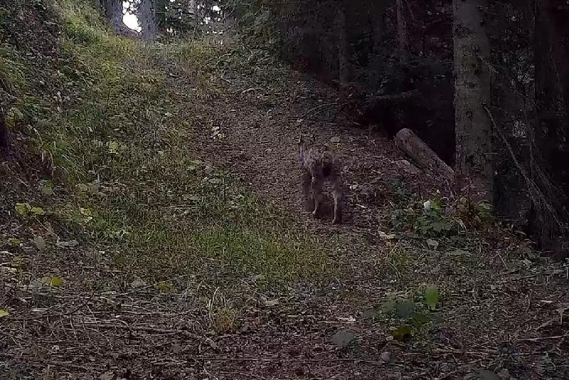 Kastamonu ve Çankırı sınırındaki Ilgaz Dağı Milli Parkındaki yaban hayatı