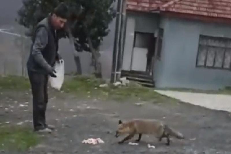 DÜZCE(İHA) – Düzce’nin Kaynaşlı ilçesinde aç kalan tilki köye indi.