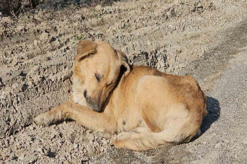 Kastamonu’nun Cide ilçesinde 10 köpeğin uyuşturularak boş arazide ölüme terk