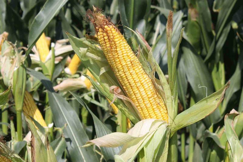 Mısır üreticisine destek DÜZCE(İHA) – Düzce Valiliği İl Özel İdaresi tarafından mısır üreticisine