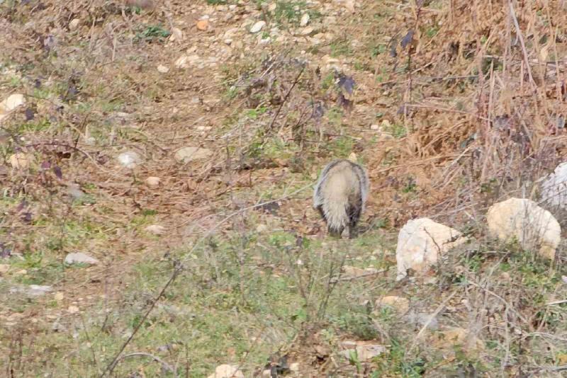 Nesli tükenme tehlikesi altında olduğu için kırmızı listeye alınan porsuk,