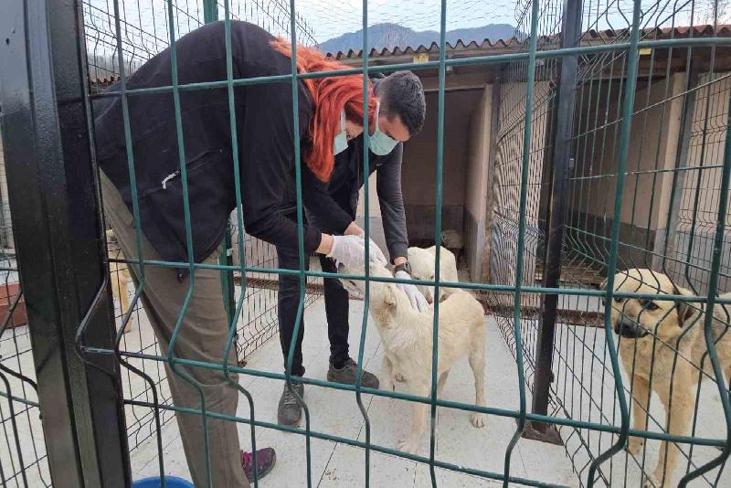 Kastamonu’nun Cide ilçesinde anestezi uygulanarak ölüme terk edilen 10 köpek,