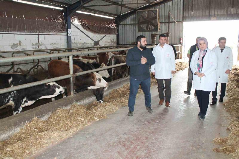 DÜZCE(İHA) –Düzce’de kırsal kalkınma yatırımlarından faydalanarak başladığı besiciliği sürdüren İş