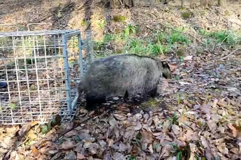 Düzce’de bir fabrikada iş makinesinin motor kısmına giren porsuk ekipler