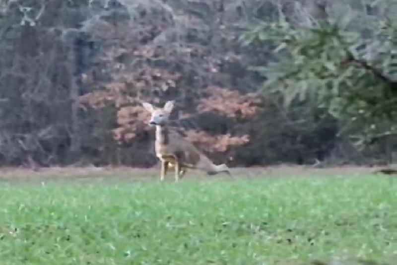 Karabük’te karaca telefonla görüntülendi Karabük’ün Ovacık ilçesinde bir karaca cep telefonuyla görüntülendi. İlçede ormanda
