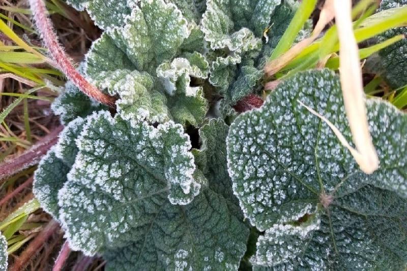 Meteorolojiden çiftçilere zirai don uyarısı DÜZCE(İHA) – Düzce’de zirai don riskine karşı üreticiler uyarıldı. Meteoroloji’den