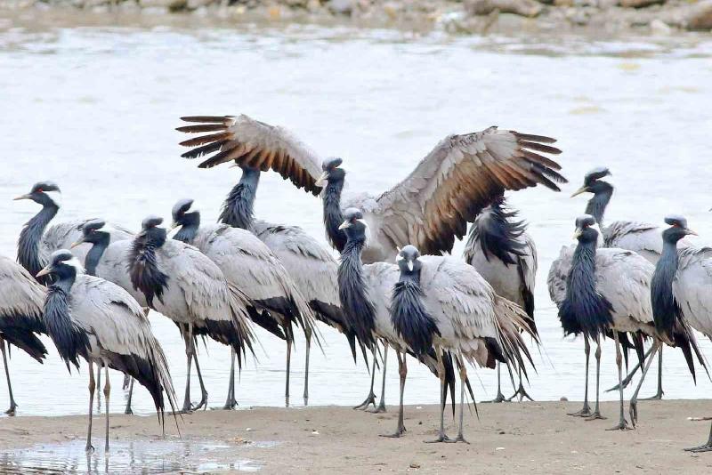 Nesli tehlike altında olan telli turnalar, Kastamonu’nun Abana ilçesindeki Ezine