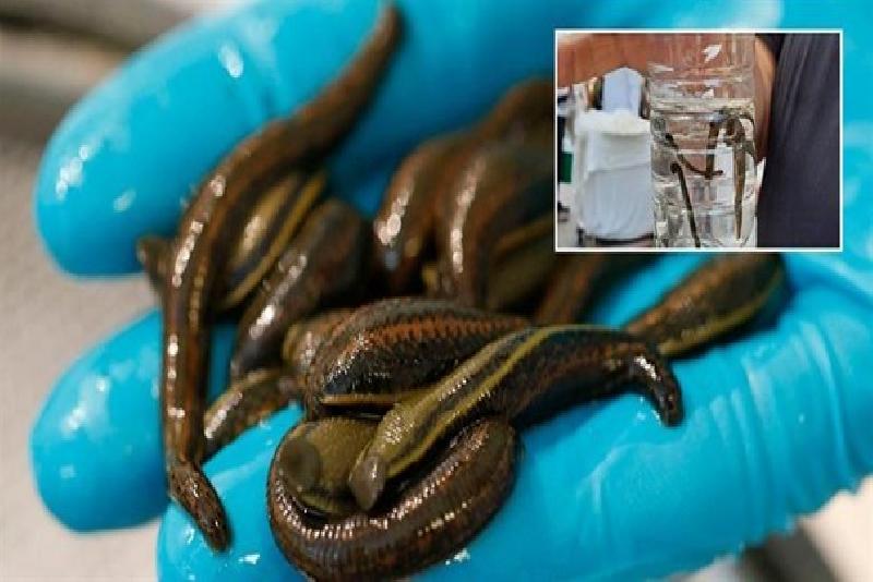 31 Ağustos tarihleri arasında toplanmasının yasaklandığı bildirildi. Sülük toplanmasıyla ilgili