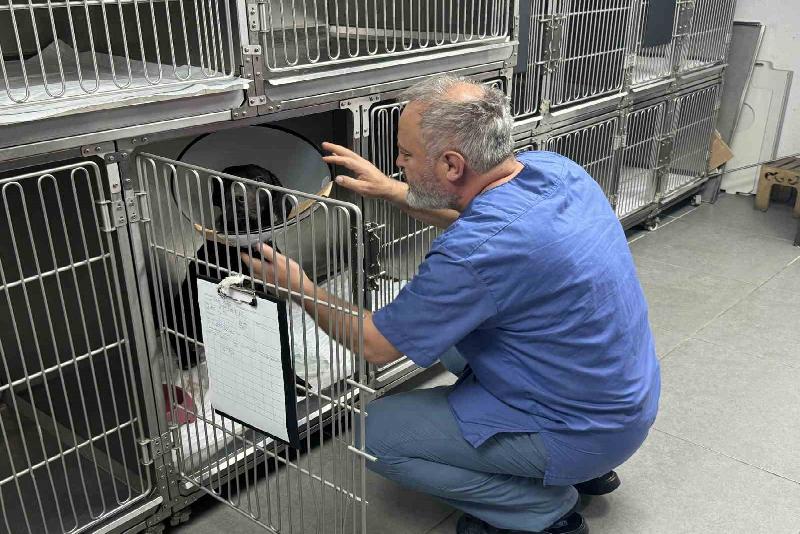 Zonguldak’ta bir köpeğin kulağı tümör nedeniyle ampute edildi. Zonguldak’ta sahipli