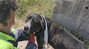 Başını klozet kapağına sıkıştıran yaramaz köpeği belediye ekipleri kurtardı