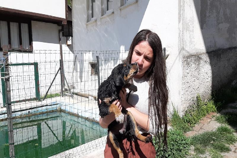 Bolu’nun Mudurnu ilçesinde köpeklerin kovalaması neticesinde havuza düşen ve boğulmak