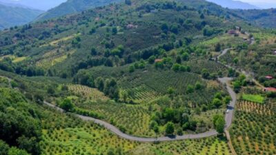 Ordu’nun Akkuş ilçesinden Samsun’a bağlantı sağlayan yolda asfalt çalışmaları devam