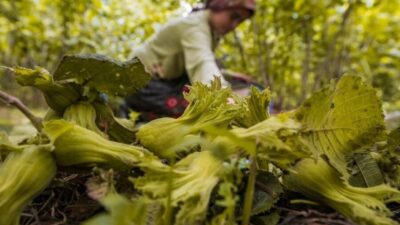 Ordu Büyükşehir Belediyesi tarafından 5 yıldır uygulanan ve fındık işçileri