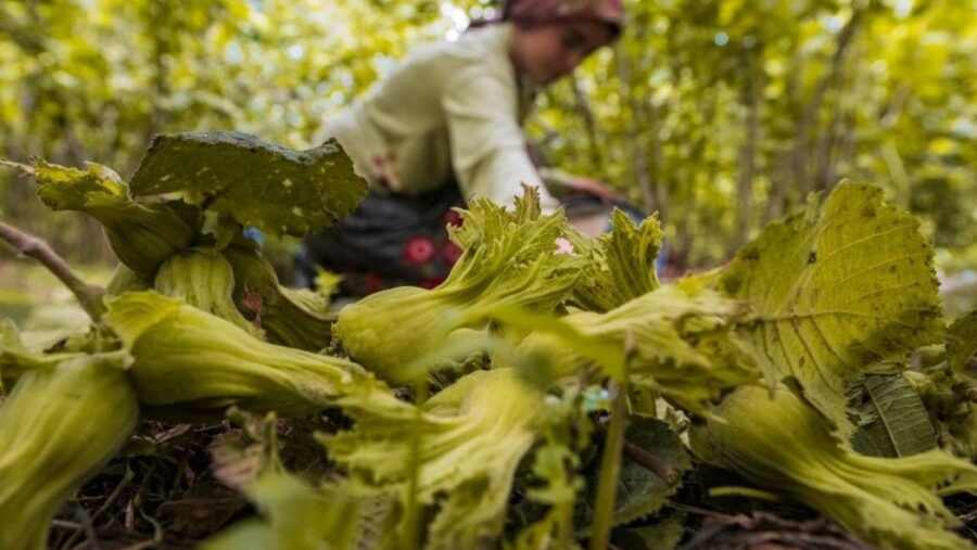 Ordu Büyükşehir Belediyesi tarafından 5 yıldır uygulanan ve fındık işçileri
