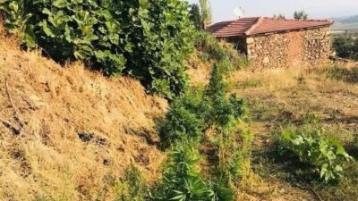 Alaplı ilçesinde bir fındık bahçesinde dikili halde 16 kök Hint