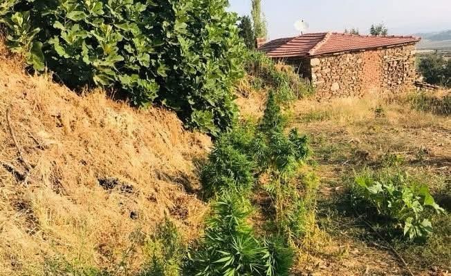 Alaplı ilçesinde bir fındık bahçesinde dikili halde 16 kök Hint