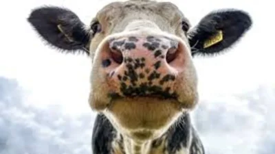 Tarım ve Orman Bakanlığı, şap hastalığına karşı yüzde 85’in üzerinde