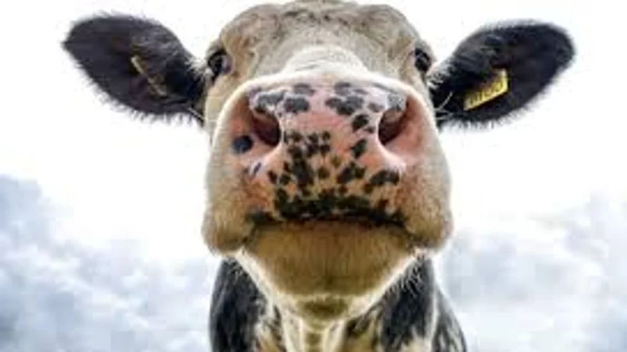 Tarım ve Orman Bakanlığı, şap hastalığına karşı yüzde 85’in üzerinde