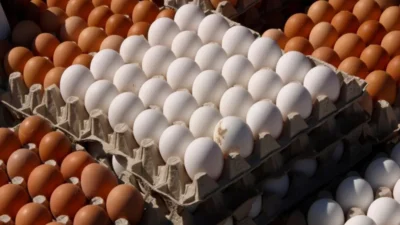 Türkiye’de kümes hayvancılığı üretiminde Eylül ayında farklı yönlü bir tablo