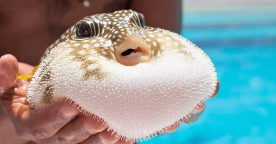 Tarım ve Orman Bakanlığı'nın istilacı türlerle mücadele kapsamında 2020 yılında